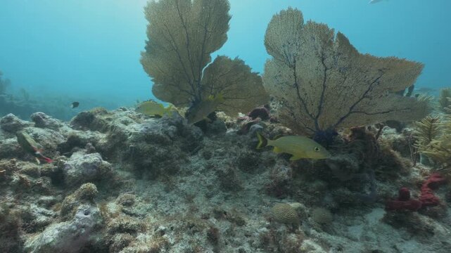 Yellowtail snappers Ocyurus chrysurus swimming over a coral reef