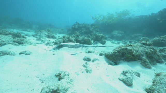 Southern stingray Hypanus americanus resting on a sandy seabed