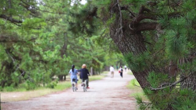 Amanohashidate, Miyazu, Japan, Kyoto Prefecture, landscape view, with Miyazu Bay, Tango Amanohashidate Oeyama Quasi-National Park, sandbar and beach during fall season, one day trip from Kyoto