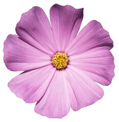 Obraz premium Rose flower Primula macro photo isolated on transparent backround. PNG file