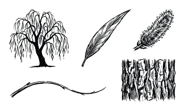 Willow tree sketch, botanical drawing with branch, leaf, flower, and bark textures illustration isolated.
