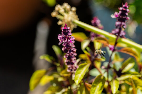 Native Australian blue banded bee pollinating basil flowers in backyard garden