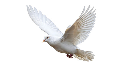 Obraz premium A majestic white dove in mid-flight with wings spread wide, isolated on transparent background
