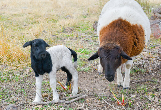 Black Headed Dorper Lamb and mother