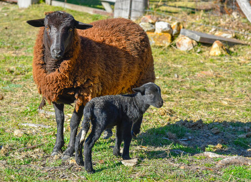 Black Headed Dorper Lamb and mother