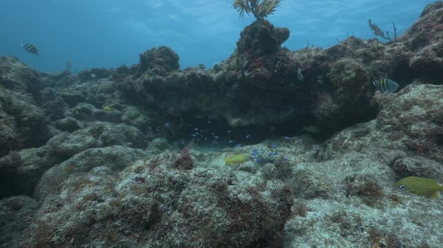 Tiny blue newborn fish schooling among underwater coral reef rocks