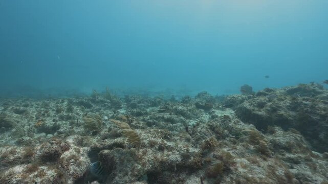 Sergeant major pintano Abudefduf saxatilis swimming over a beautiful coral reef