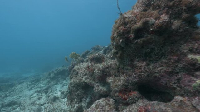 Swimming over a coral reef ecosystem