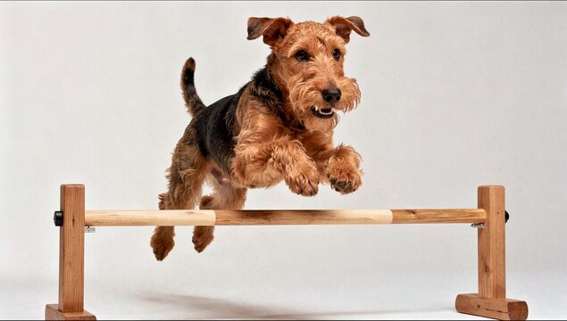 An active Airedale Terrier jumps over a wooden hurdle in a studio setting against a white background during an agility training session.