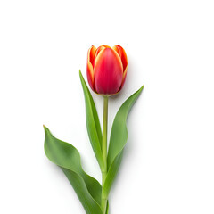 Fototapeta premium Single Red Tulip Flower Isolated on White Background 7.