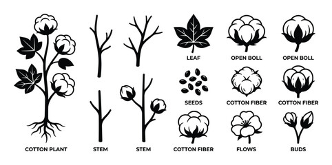 Obraz premium Cotton plant icons and raw fiber production elements set