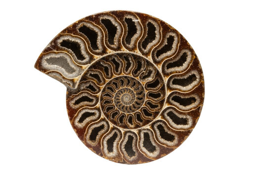 Perfectly preserved macro shot of an ammonite fossil cross-section showing the golden spiral, ochre tones, isolated on a transparent studio background with hard side lighting. Concept of geometric