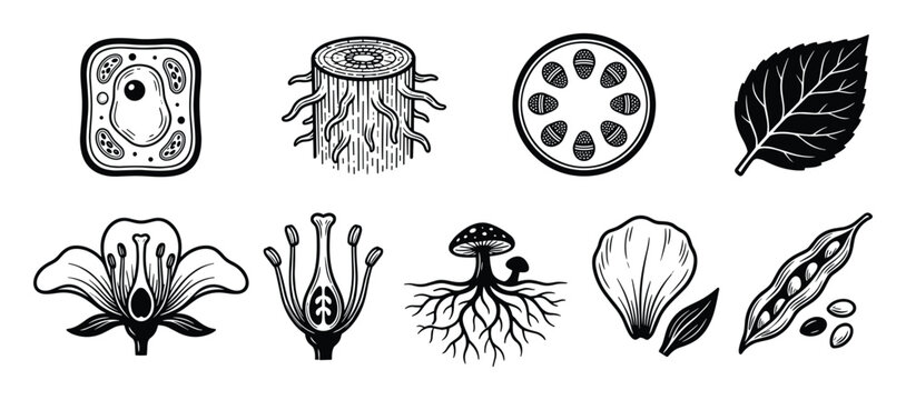 Set of black and white botanical elements, plant anatomy parts, and natural life cycle stages