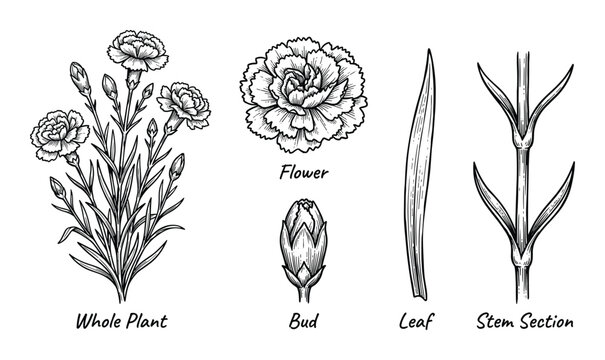 Detailed hand-drawn illustrations of carnation flower parts
