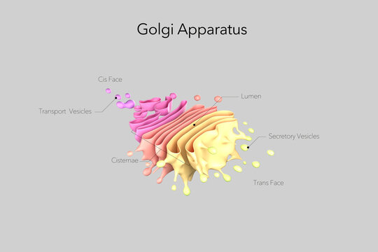 3D illustration of the Golgi apparatus in a eukaryotic cell with labeled cis face, trans face, cisternae, lumen, and transport vesicles.