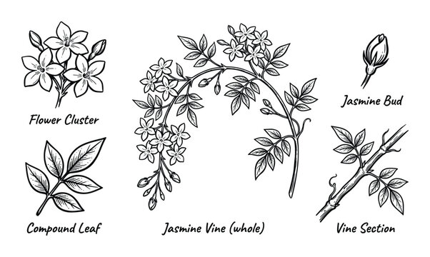 Jasmine vine botanical collection featuring flower cluster compound leaves and jasmine buds