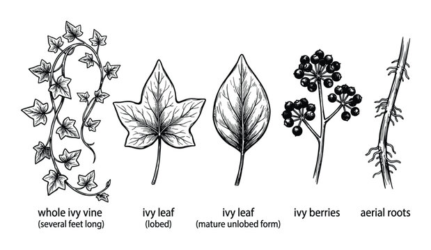 Ivy plant anatomical parts including whole vine lobed leaf and mature form with berries and aerial roots