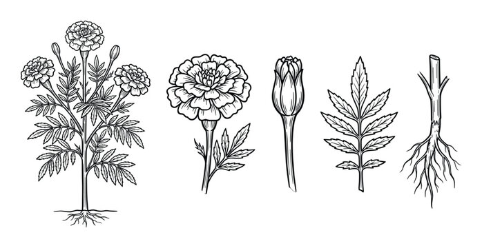 Detailed marigold plant botanical illustrations showing flower bud leaves and root system
