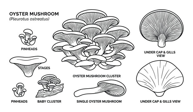 Oyster mushroom illustration set showing different growth stages and biological parts of pleurotus ostreatus