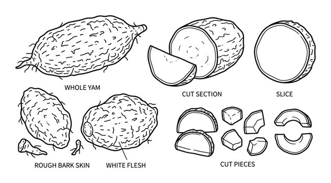 Yam and cassava root vegetable vector illustration set with whole tuber slices and cut pieces