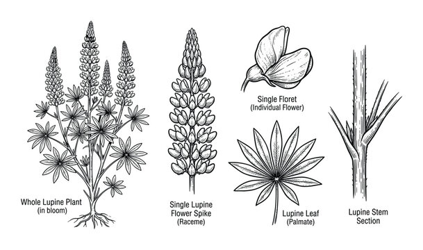 Single lupine flower spike, floret, lupine leaf, and stem section botanical illustration, whole lupine plant in bloom detailed vector