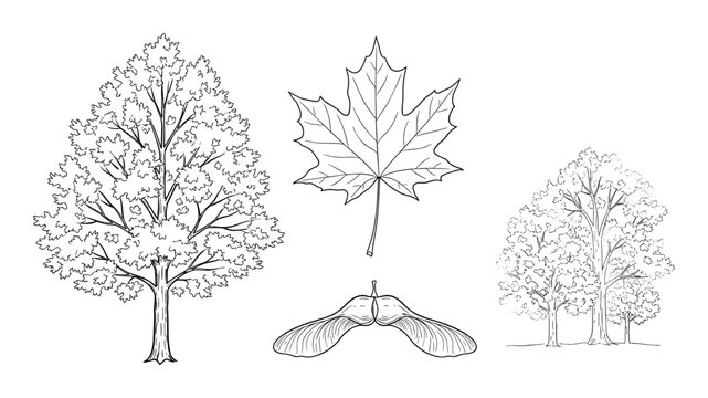Set of maple tree elements, leaf and samaras on transparent background