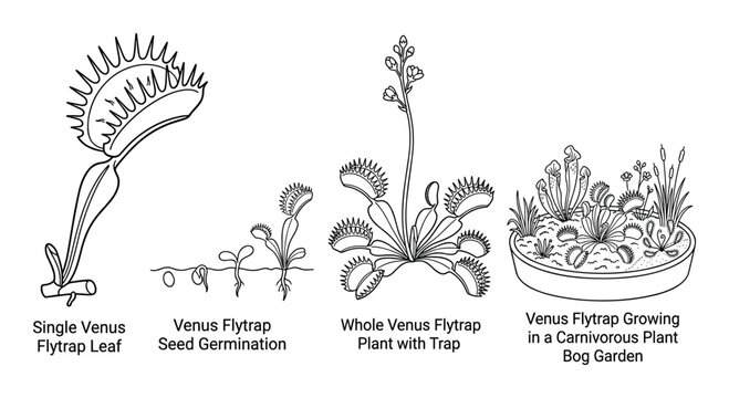Venus flytrap plant life cycle from seed germination to mature plant in bog garden