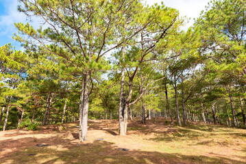 Fototapeta premium LangBiang Highlands, Da Lat city, Lam Dong Province, Vietnam. Jan 21, 2026