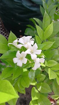 Orange Jasmine, White Flower on a Bush