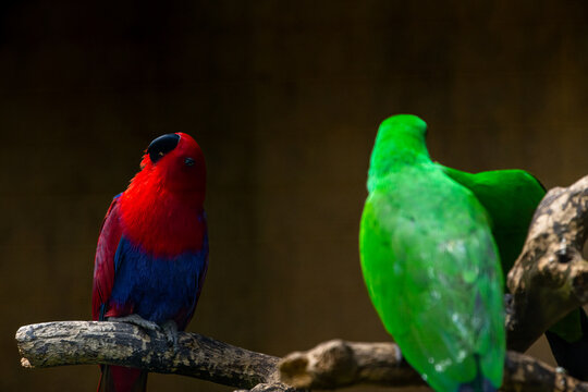 Close up of red eclectus parrot in the park. Males are mostly bright green, females are predominantly bright red