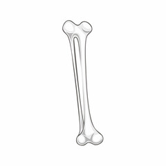 Isolated human femur bone vector illustration, depicting anatomical detail for science and medical study