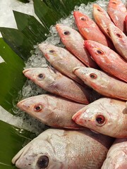 A close-up view of a group of red snapper on a refrigerated display counter at a supermarket.
