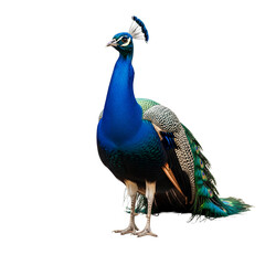 Obraz premium Majestic Peacock Standing Proudly Isolated on White Background 4.