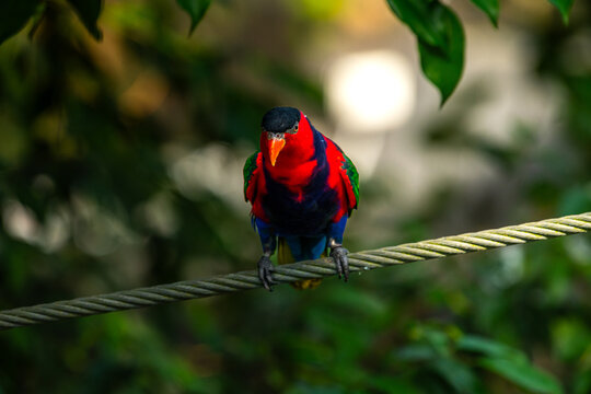 Close up of beautiful Chattering Lory Lorius garrulus perched in a tree at the park, selective focus