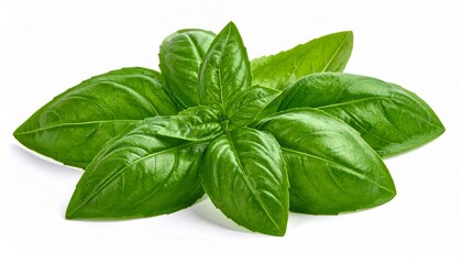 Vibrant fresh green basil leaves, an aromatic culinary herb, isolated on white background