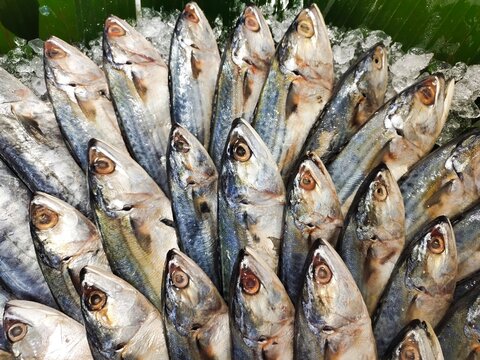 A close-up of a fresh batch of Indian mackerel, also known as Banjar mackerel, from Indonesia on a refrigerated display at a supermarket