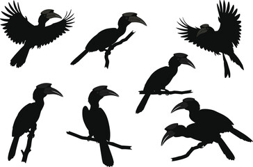 Hornbill silhouette set, exotic bird vector, tropical wildlife illustration, perched and flying poses, unique nature clipart © Khaleda Creative