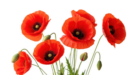 Fototapeta premium Vibrant red poppies with green stems and buds on white background symbolizing remembrance and hope
