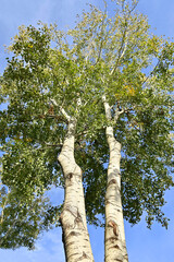 Fototapeta premium Quaking Aspen tree (Populus tremuloides)