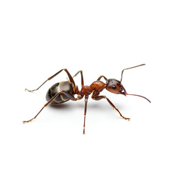 Macro Shot of a Red Ant on a White Background 1.