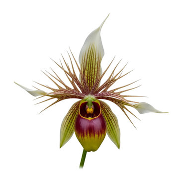 Exotic Orchid Flower Isolated on White Background 2.