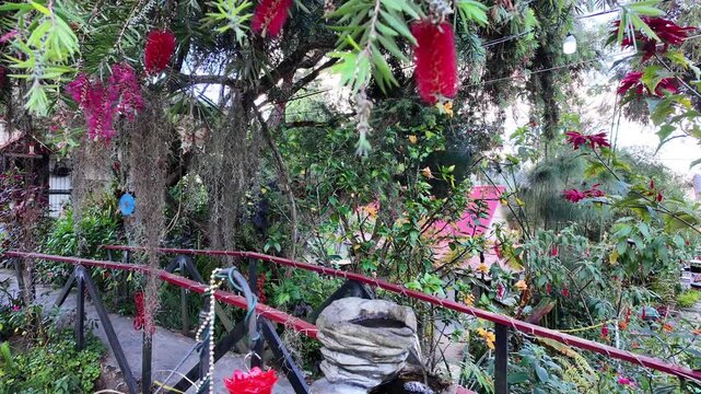 Colorful tropical garden featuring small stone water fountain and hanging hummingbird feeder. Surrounded by lush vegetation, red bottlebrush flowers, bromeliads, and dense greenery, peaceful garden