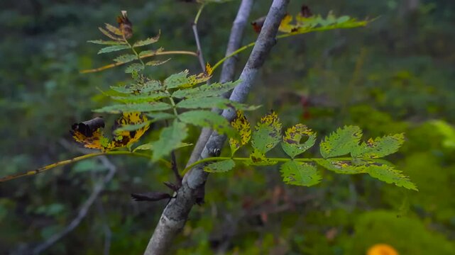 Close up of spotted green and yellow mountain ash leaves on a young tree in a mossy autumn forest with soft bokeh background.