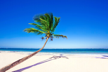 Real image of one leaning palm trees on a white sandy beach with turquoise ocean and clear blue sky, tropical paradise setting, serene coastal landscape, travel destination, calm seaside scenery © jodi