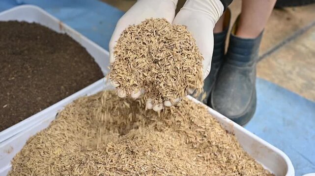 Gardener holding and scooping rice husks in hands. Rice husks are beneficial for planting as they improve soil drainage and aeration, retain moisture, and slowly release nutrients like silica and pota