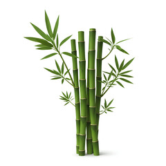 Obraz premium Green Bamboo Stalks with Leaves Isolated on White Background.