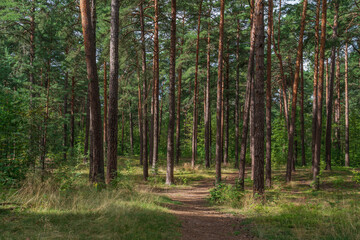 Obraz premium Pine forest in the forest park zone (Upper Park) on the Baltic Sea coast on a sunny summer day, Sestroretsk, Kurortny District, Saint Petersburg, Russia