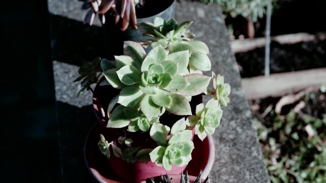 Close view of green succulent rosette growing in small red pot