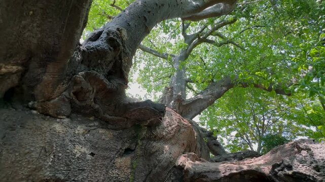 Hundreds years ago fallen down ancient baobab tree on Kwale Island in Zanzibar, Tanzania.