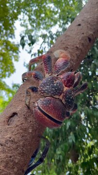 As a tourist attraction, Coconut crab (Birgus latro) has been made to climb up the tree at Kwale Island. Zanzibar, Tanzania.